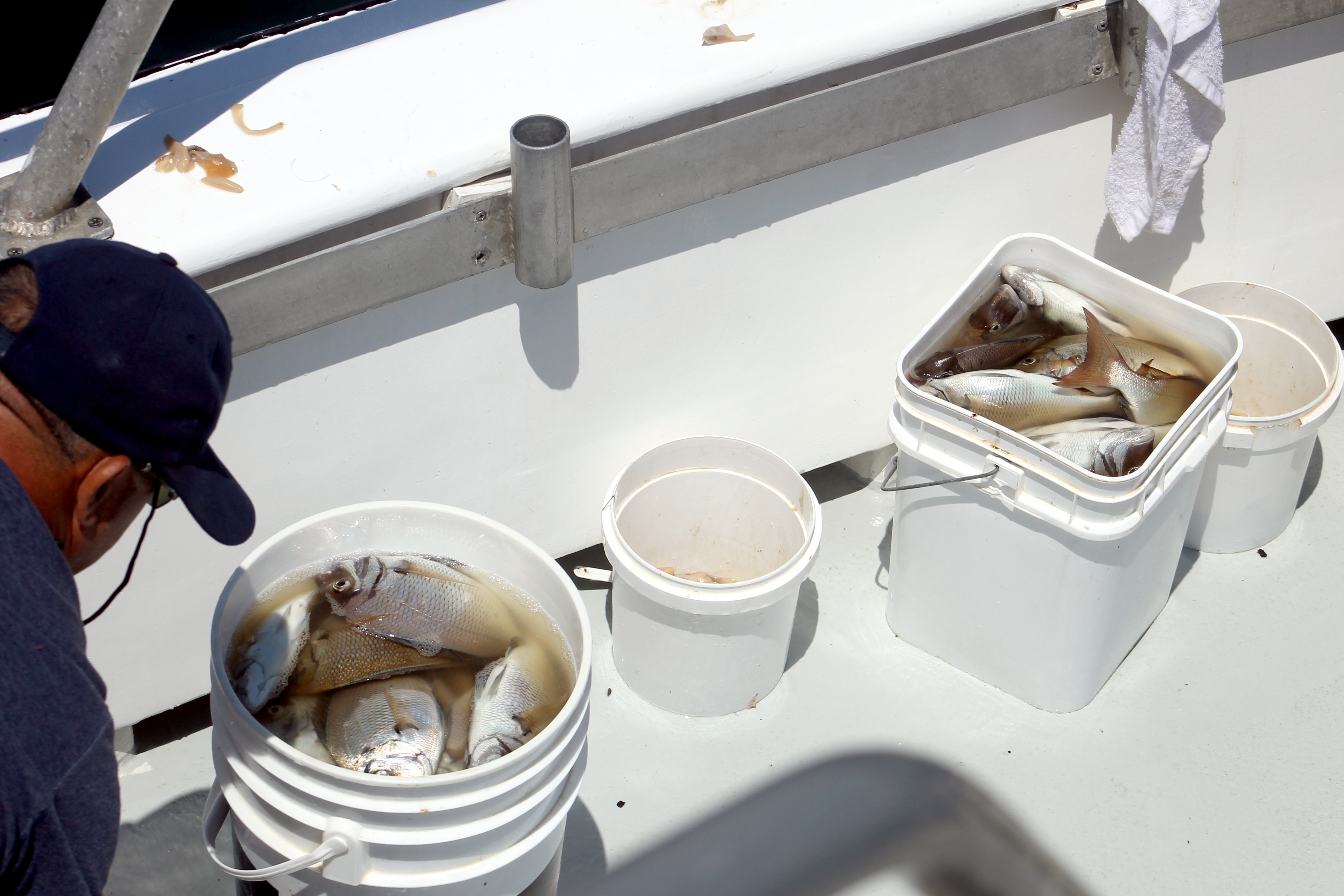 Fish On - Porgies in the Bucket